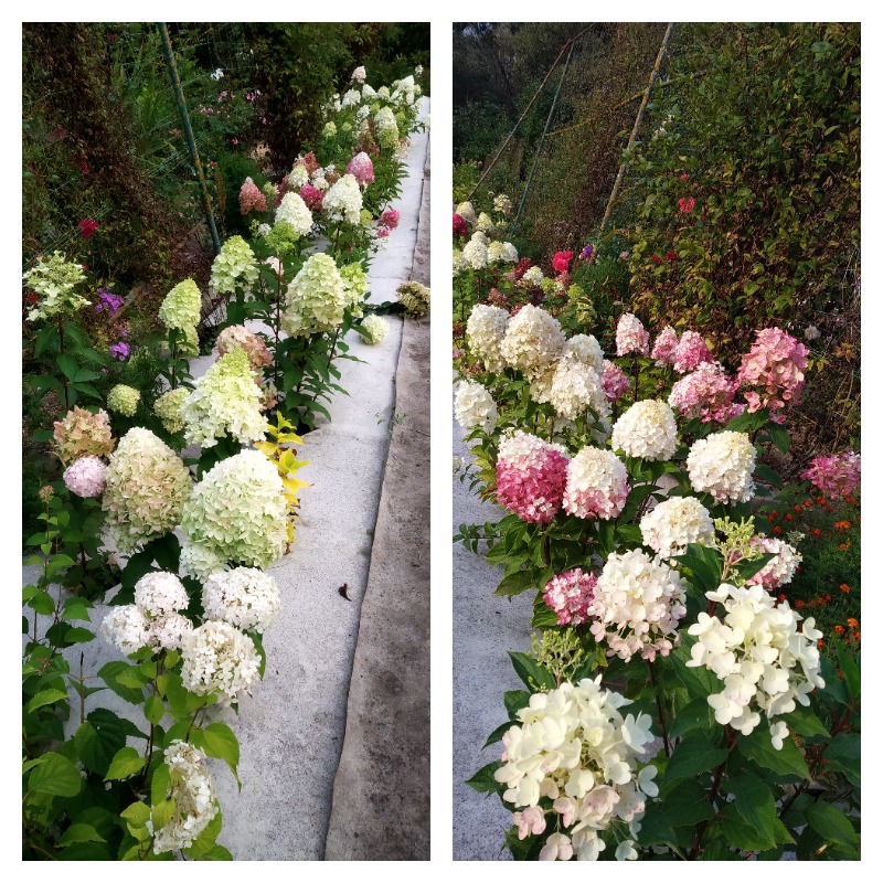 гортензия 1